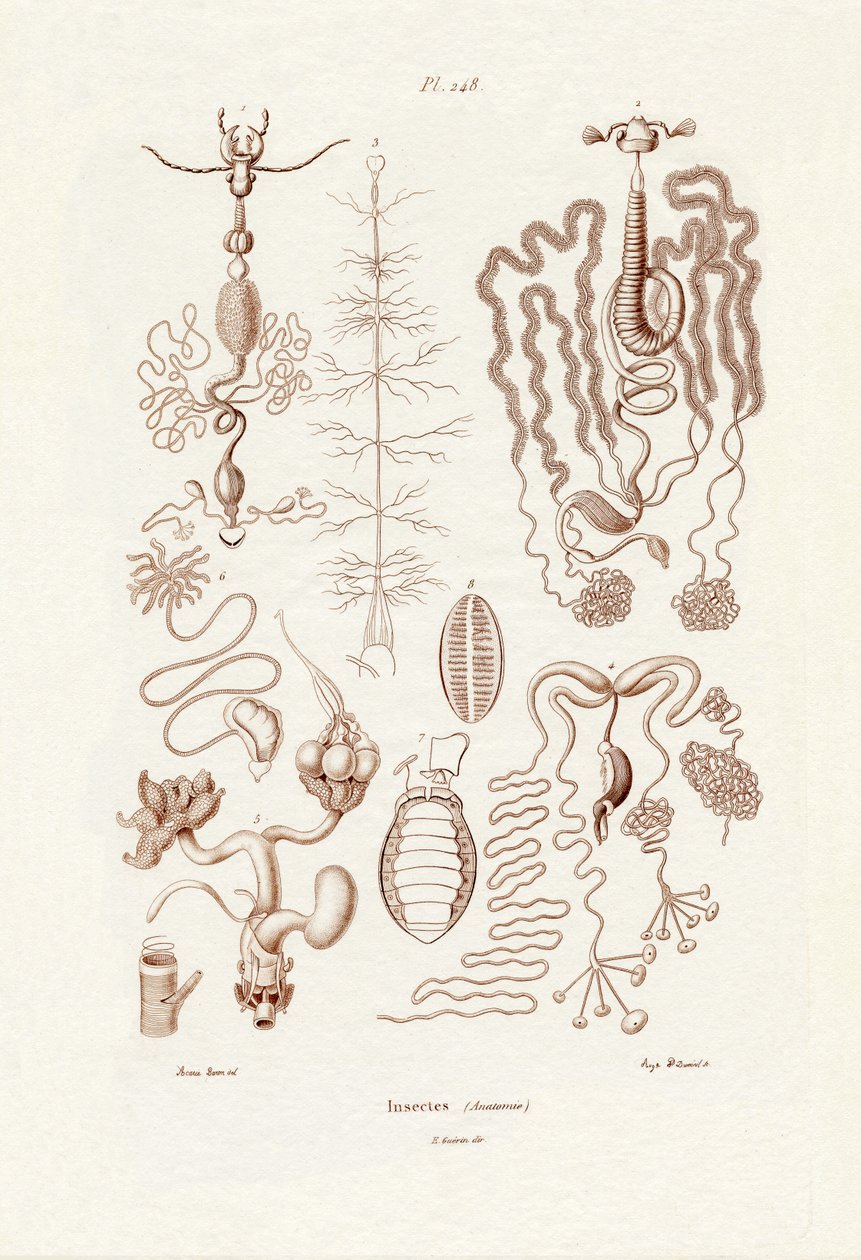 Insetos, 1833-39 de French School