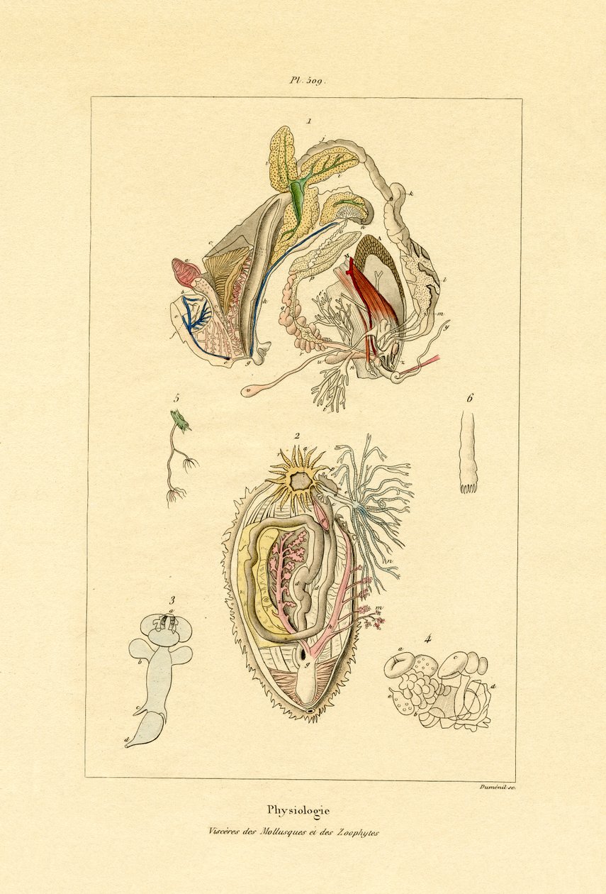 Intestinos, 1833-39 de French School