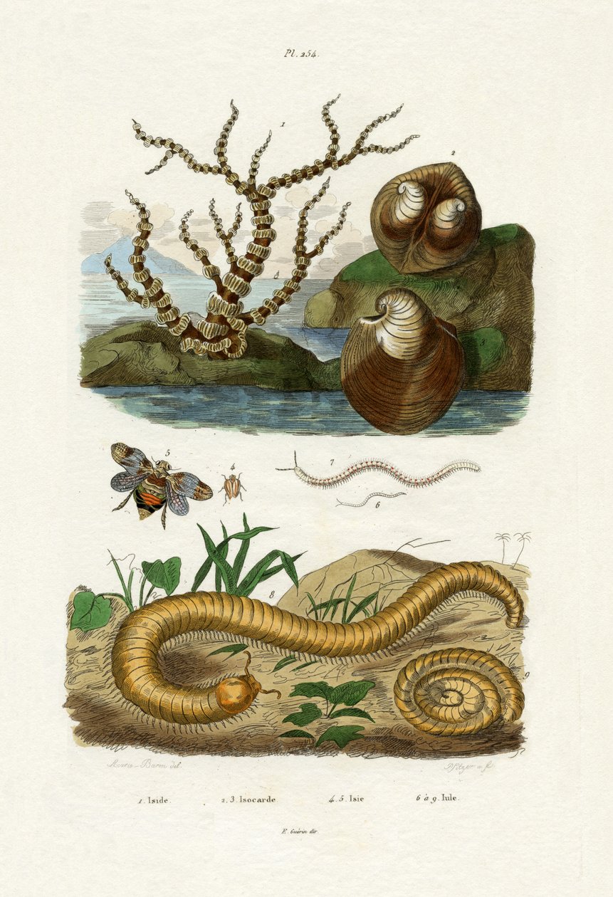 Isis Coral, 1833-39 de French School