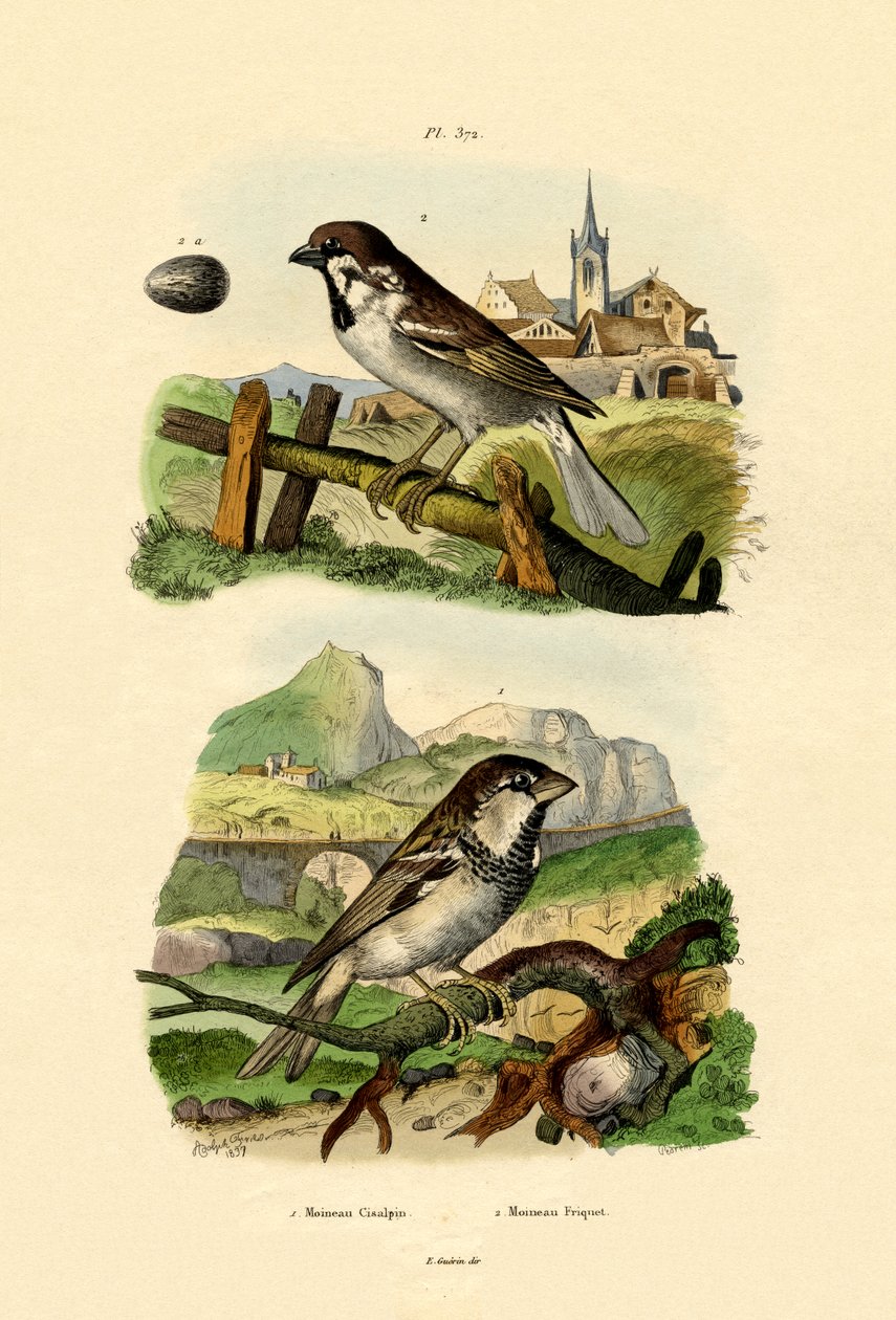 Pardal italiano, 1833-39 de French School