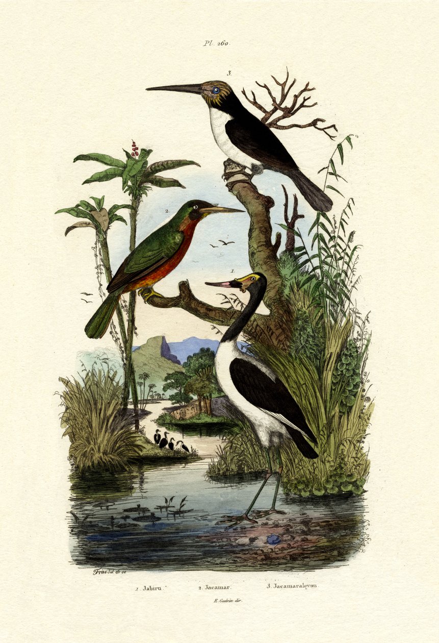 Jabiru, 1833-39 de French School