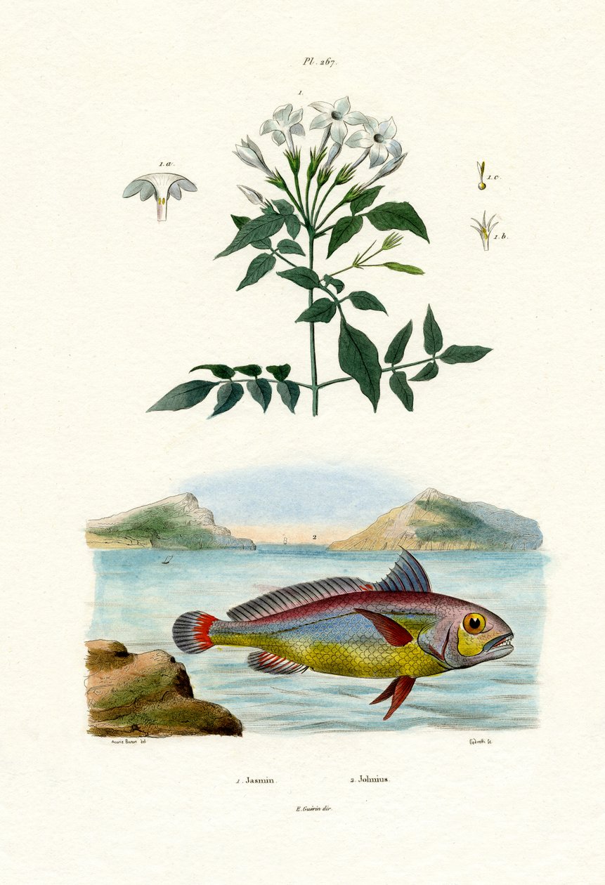 Jasmim, 1833-39 de French School