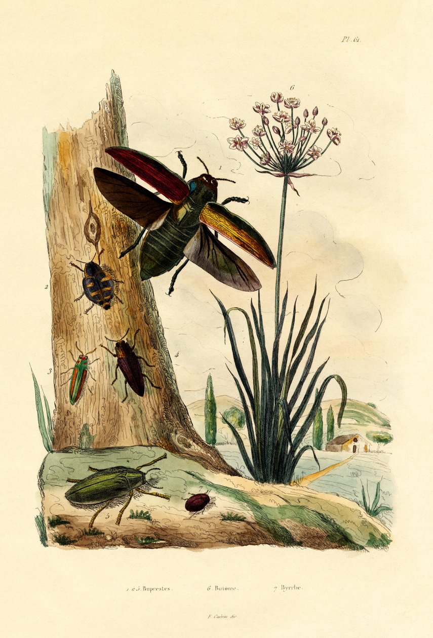 Besouros de joias, 1833-39 de French School