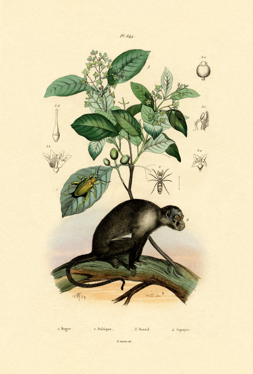 Aranha saltadora, 1833-39 de French School