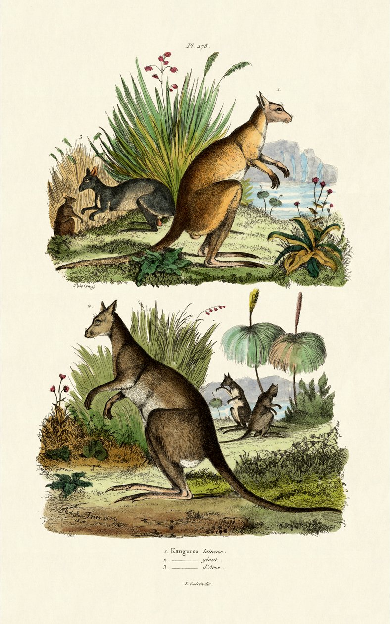 Cangurus, 1833-39 de French School