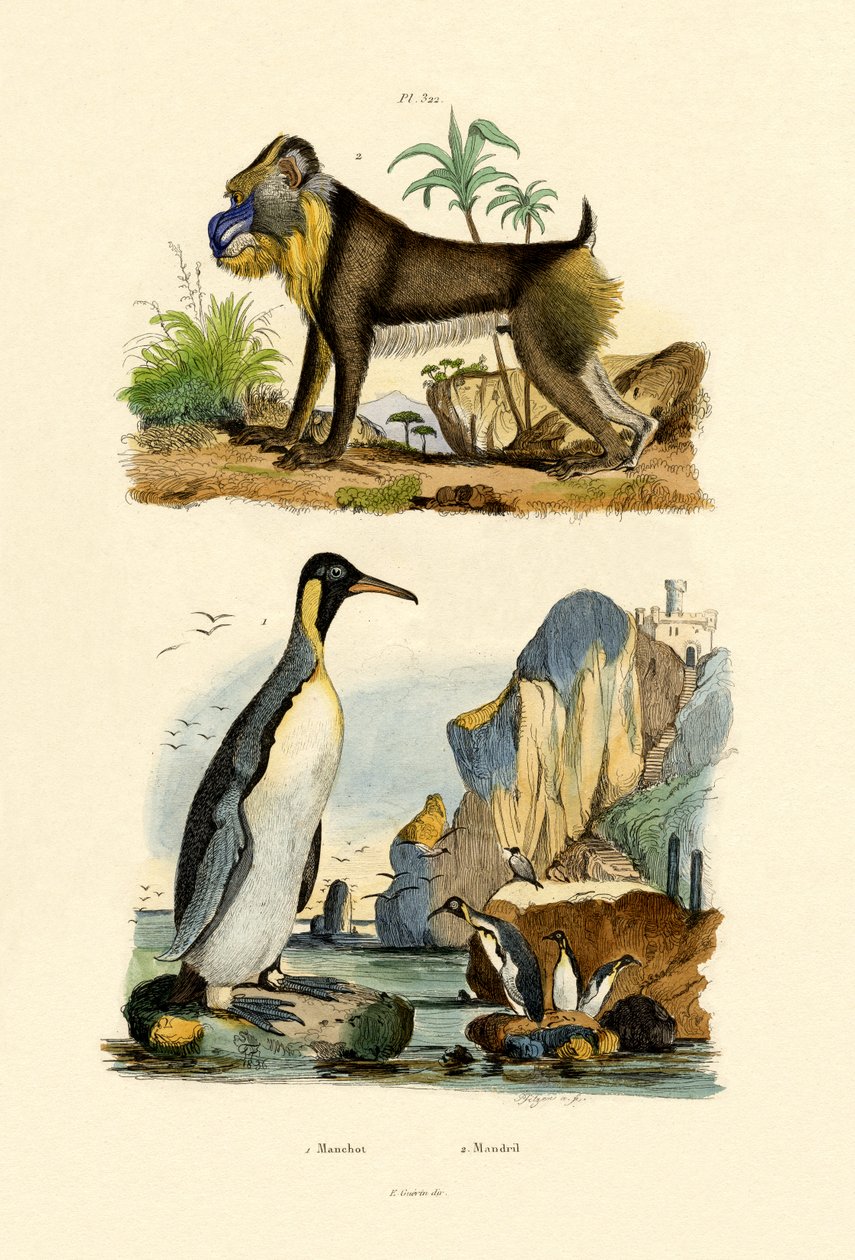 Rei Pinguim, 1833-39 de French School
