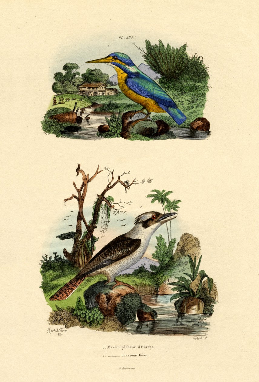 Martim-pescador, 1833-39 de French School