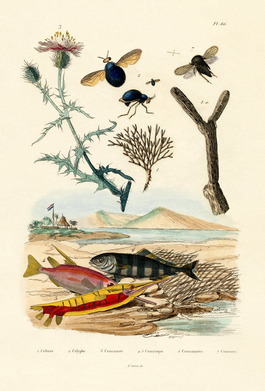 Knappweed, 1833-39 de French School