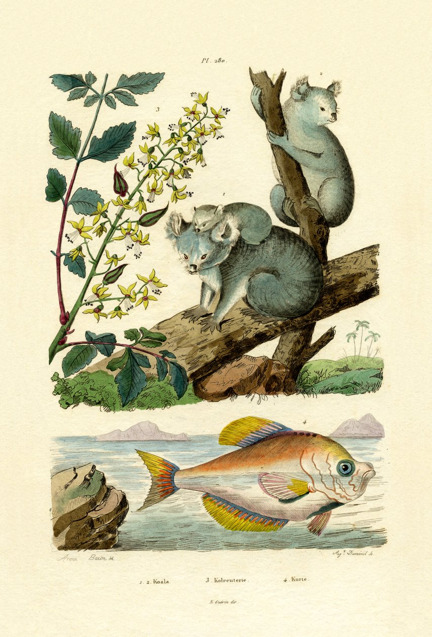 Coala, 1833-39 de French School