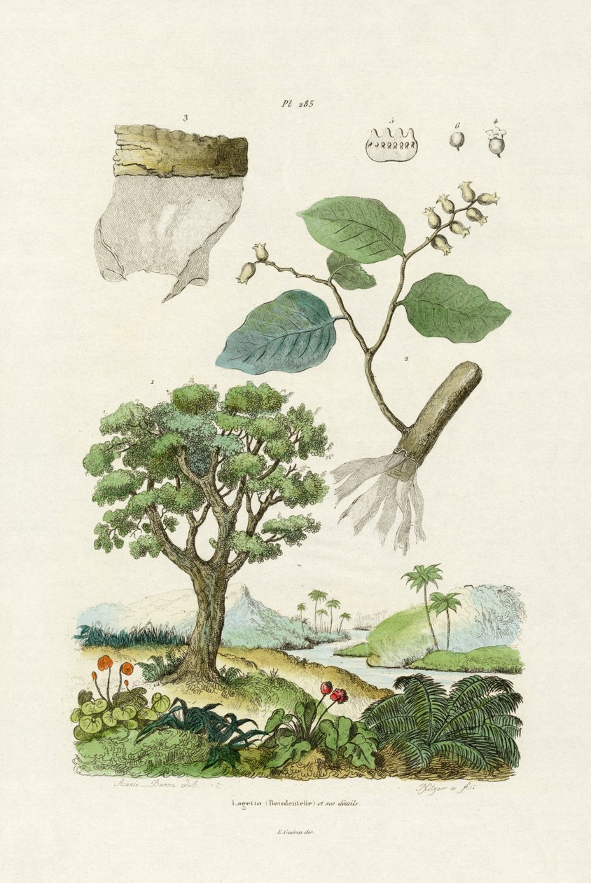Árvore do Lacebark, 1833-39 de French School