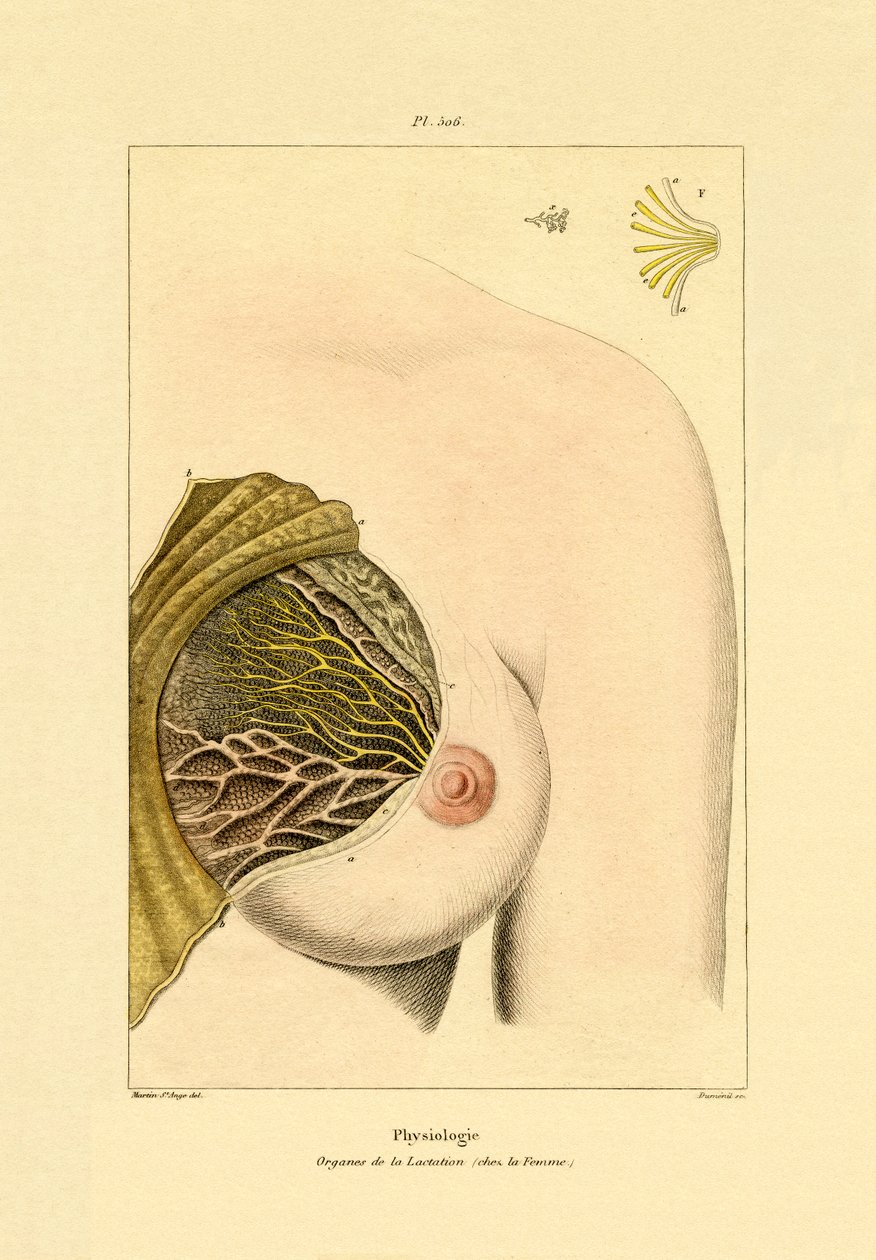 Aleitamento, 1833-39 de French School