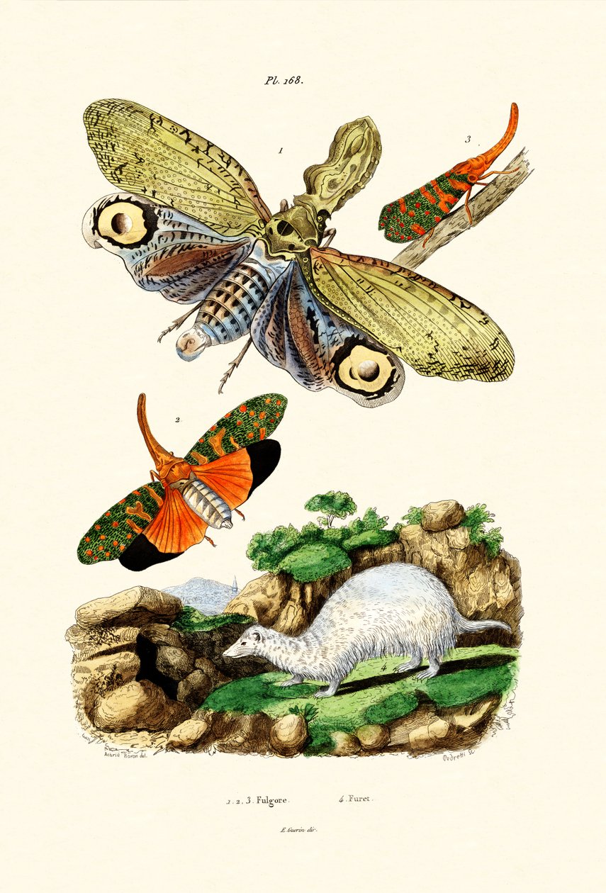 Lanternfly, 1833-39 de French School