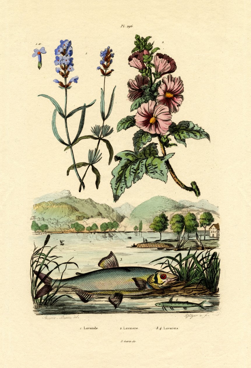 Lavanda, 1833-39 de French School