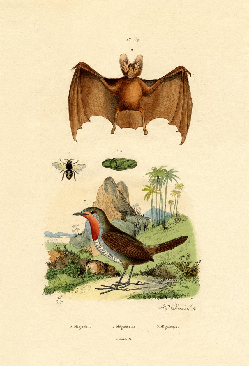 Abelha de corte de folhas, 1833-39 de French School