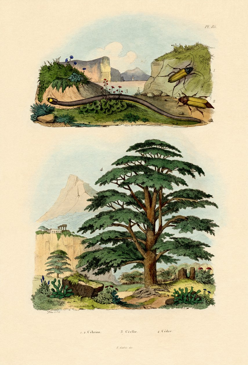 Cedro do Líbano, 1833-39 de French School