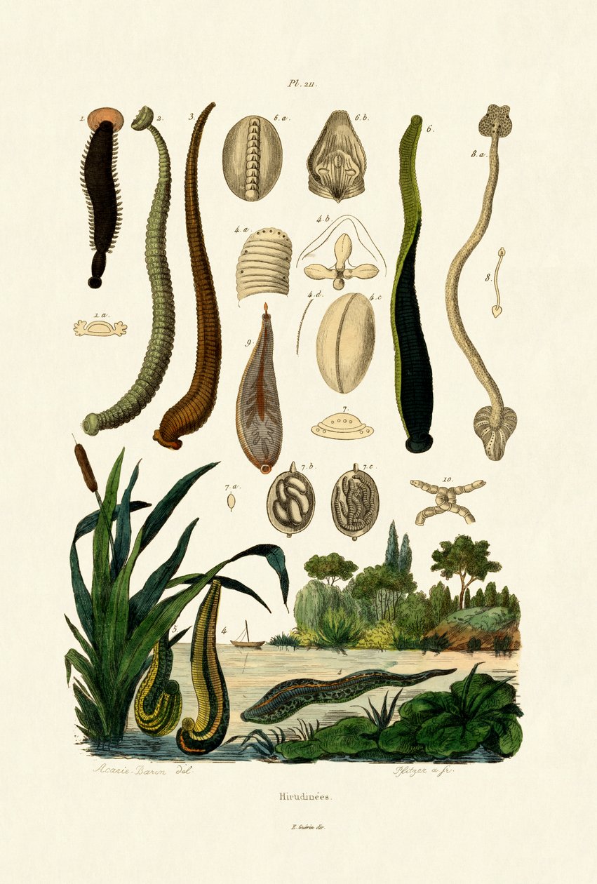 Sanguessuga, 1833-39 de French School