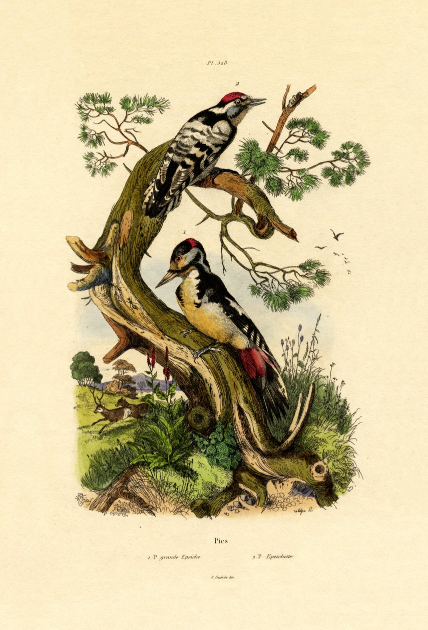 Pica-pau-malhado, 1833-39 de French School