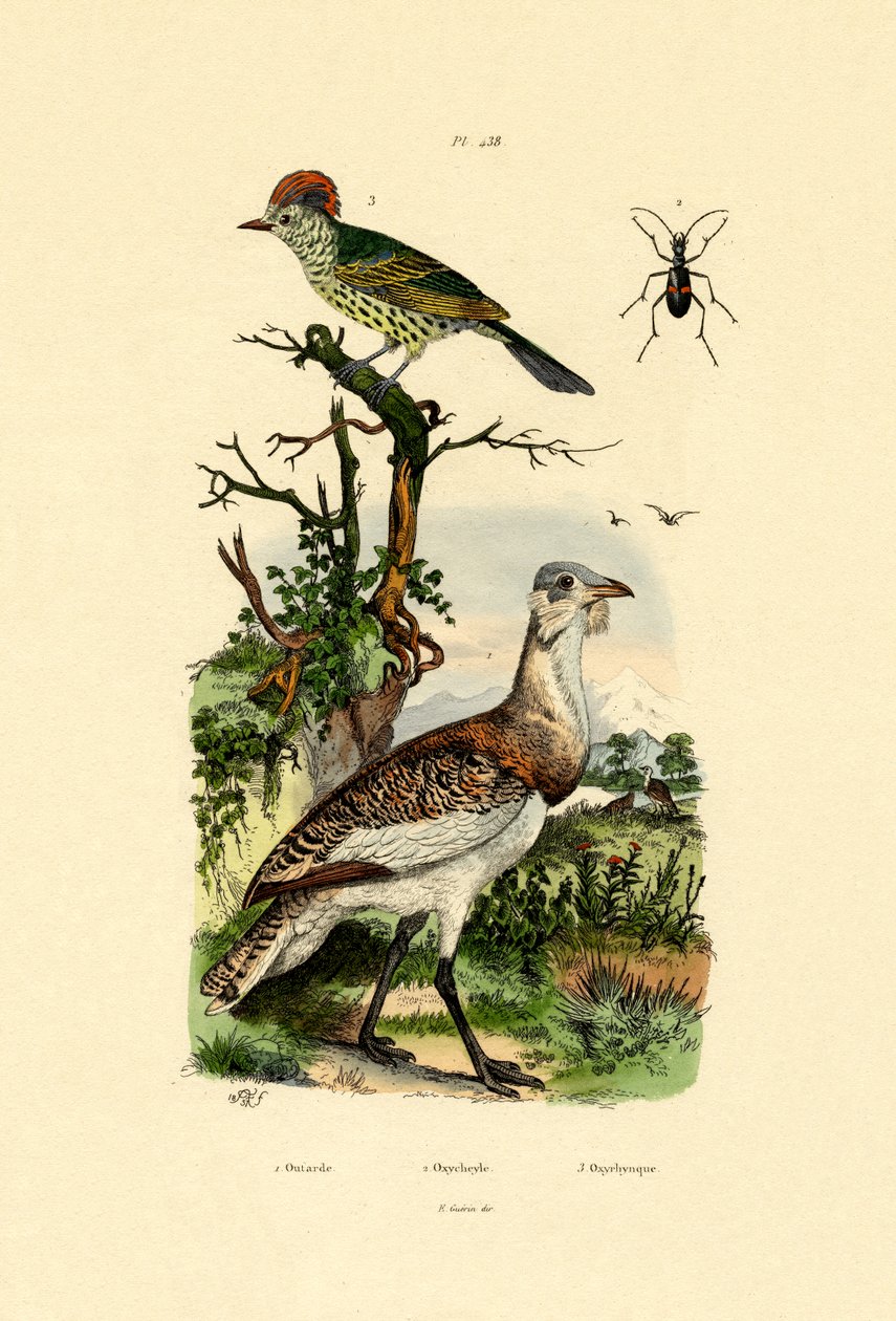 Abetarda, 1833-39 de French School