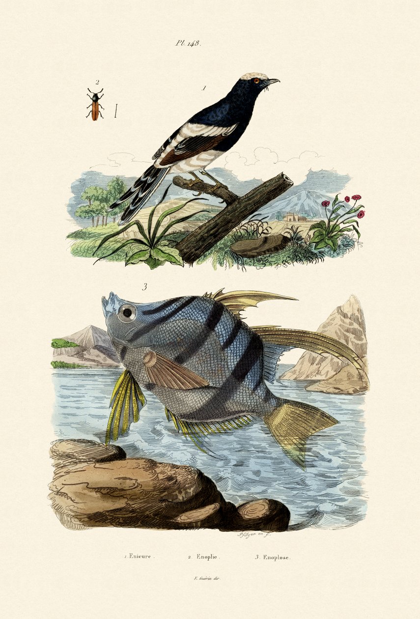 Little Forktail, 1833-39 de French School