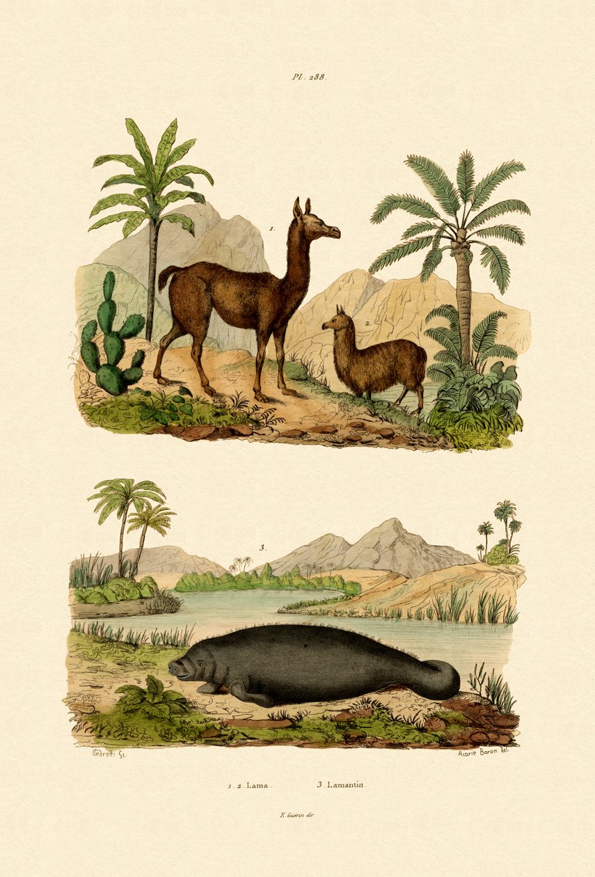 Lama, 1833-39 de French School