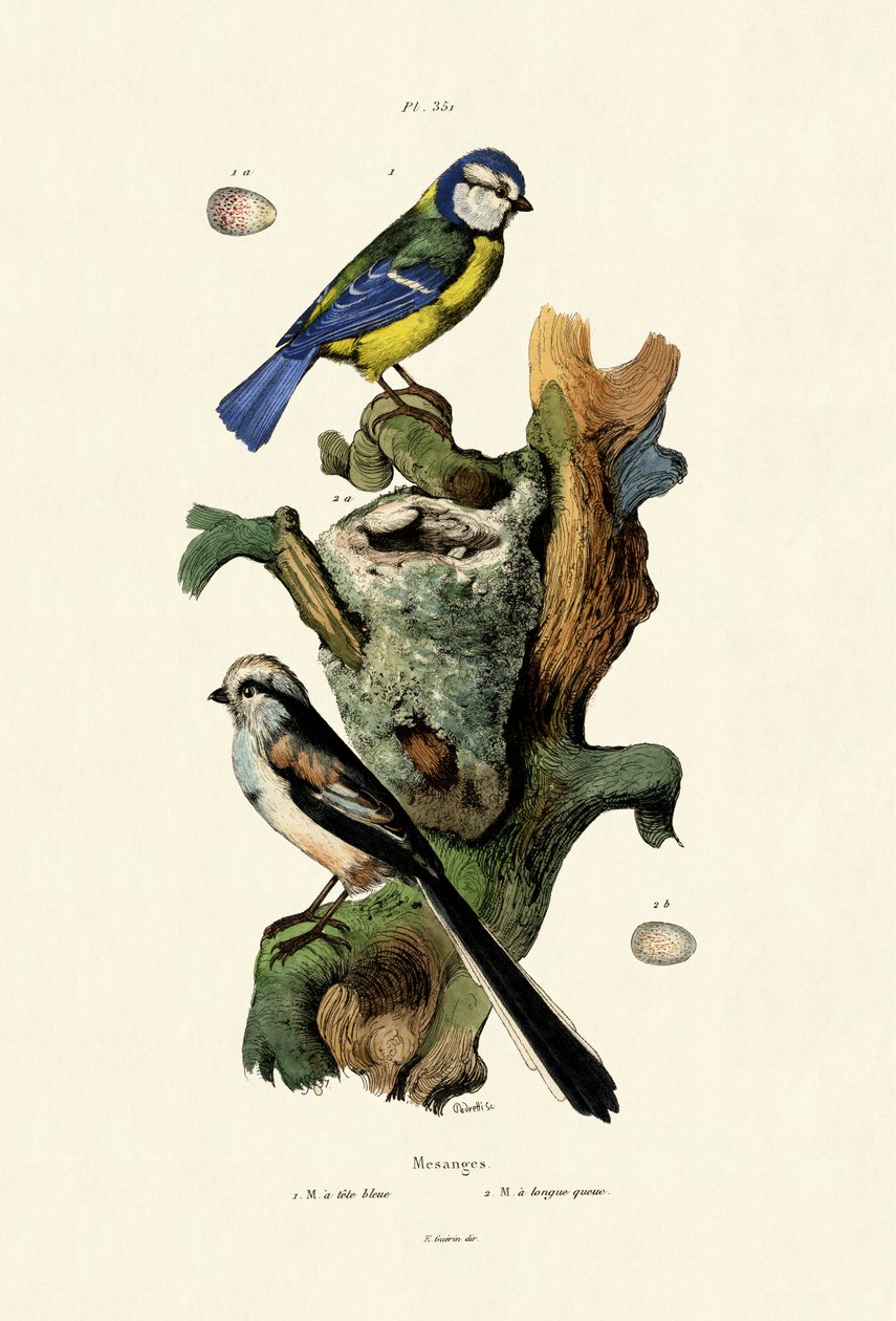 Melharuco de cauda longa, 1833-39 de French School