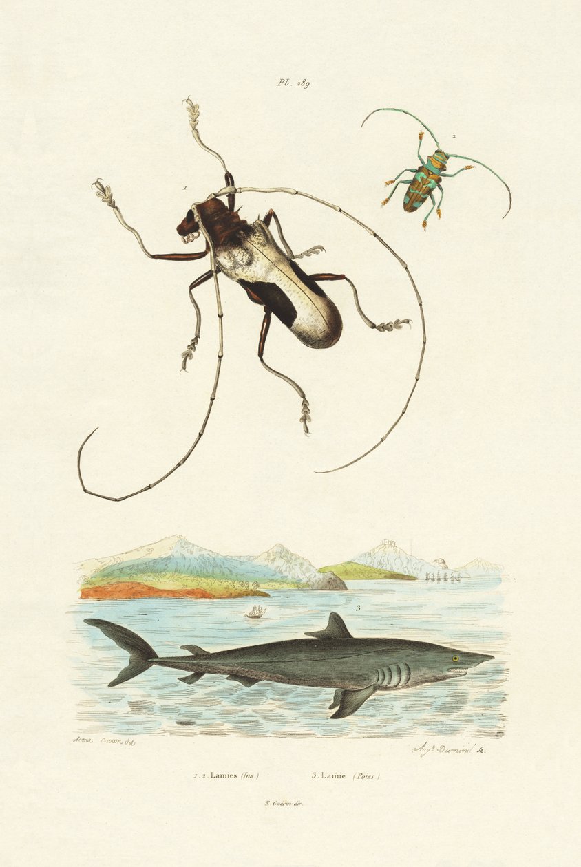 Besouro Longhorn, 1833-39 de French School