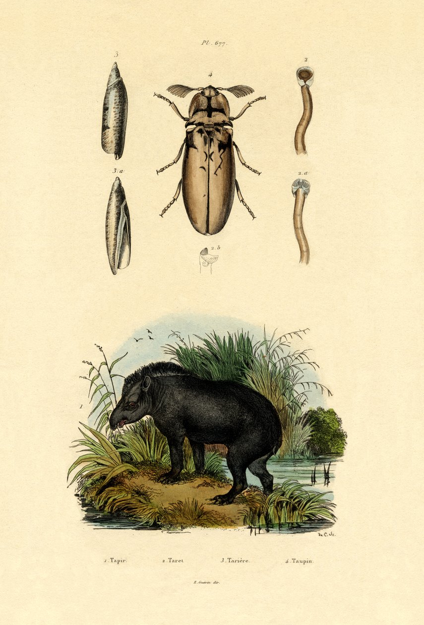 Tapir da planície, 1833-39 de French School