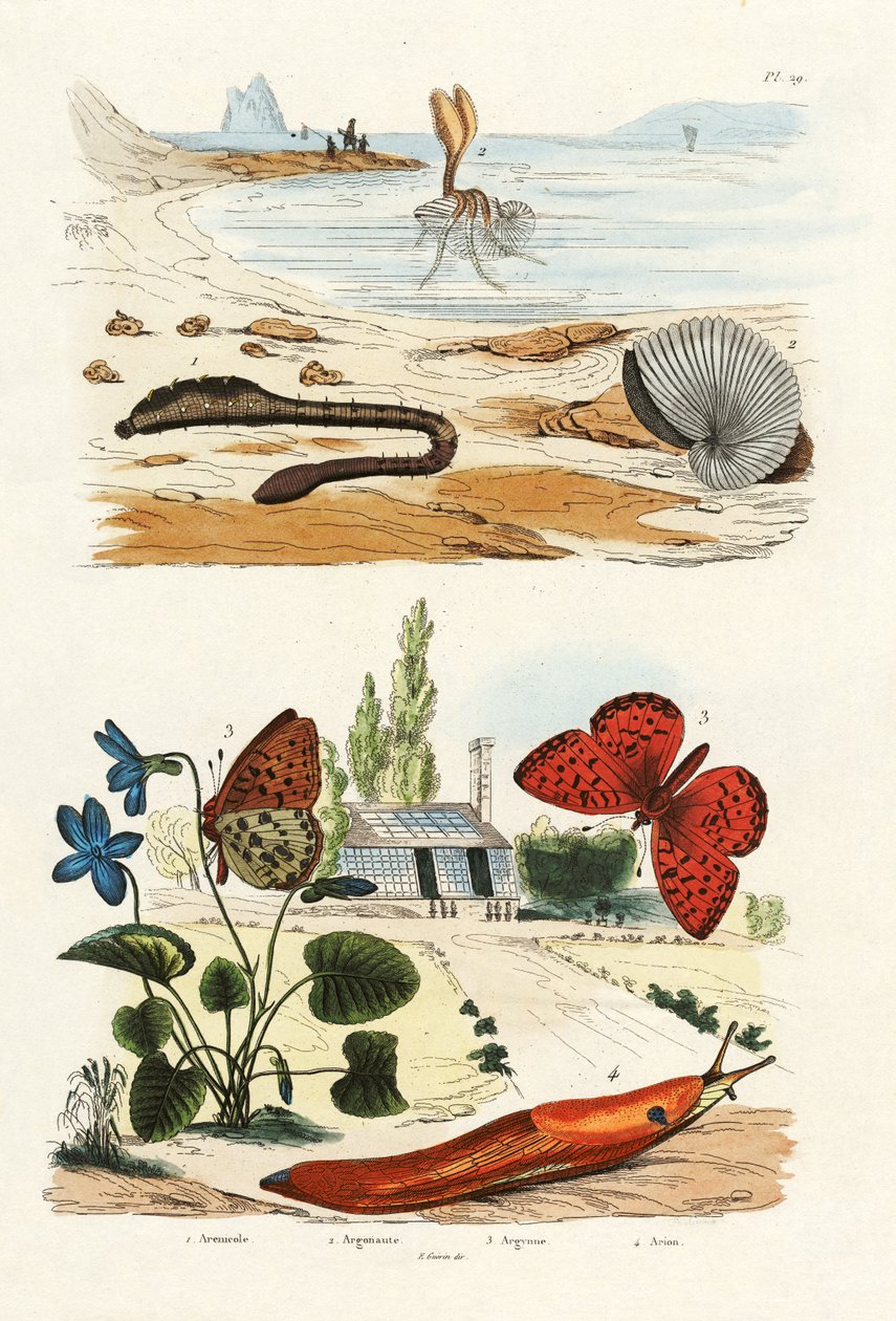 Pulga-do-mar, 1833-39 de French School