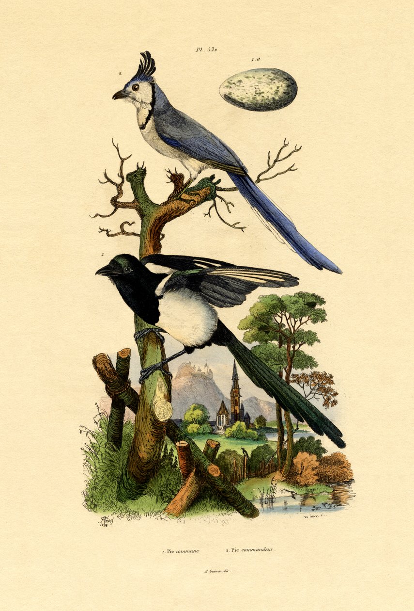 Magpie Jay, 1833-39 de French School