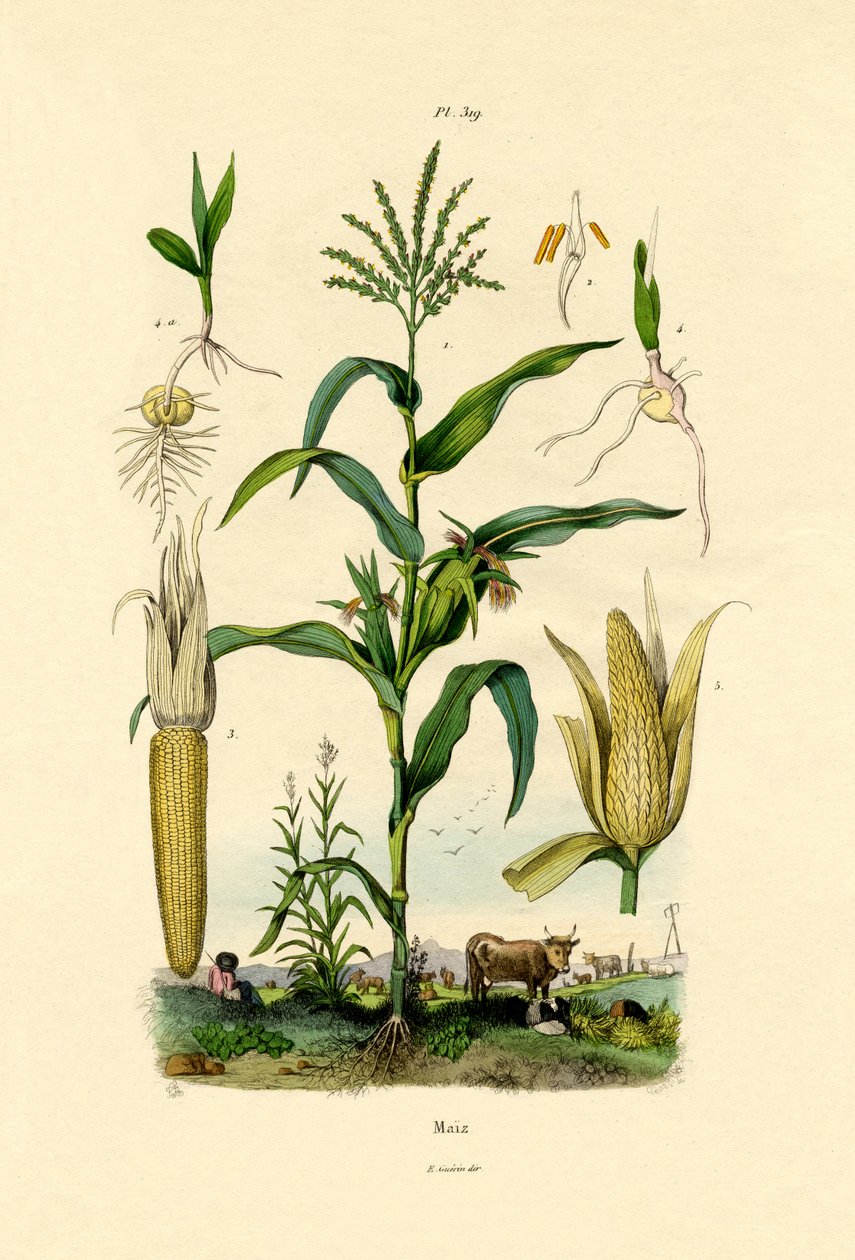 Milho, 1833-39 de French School