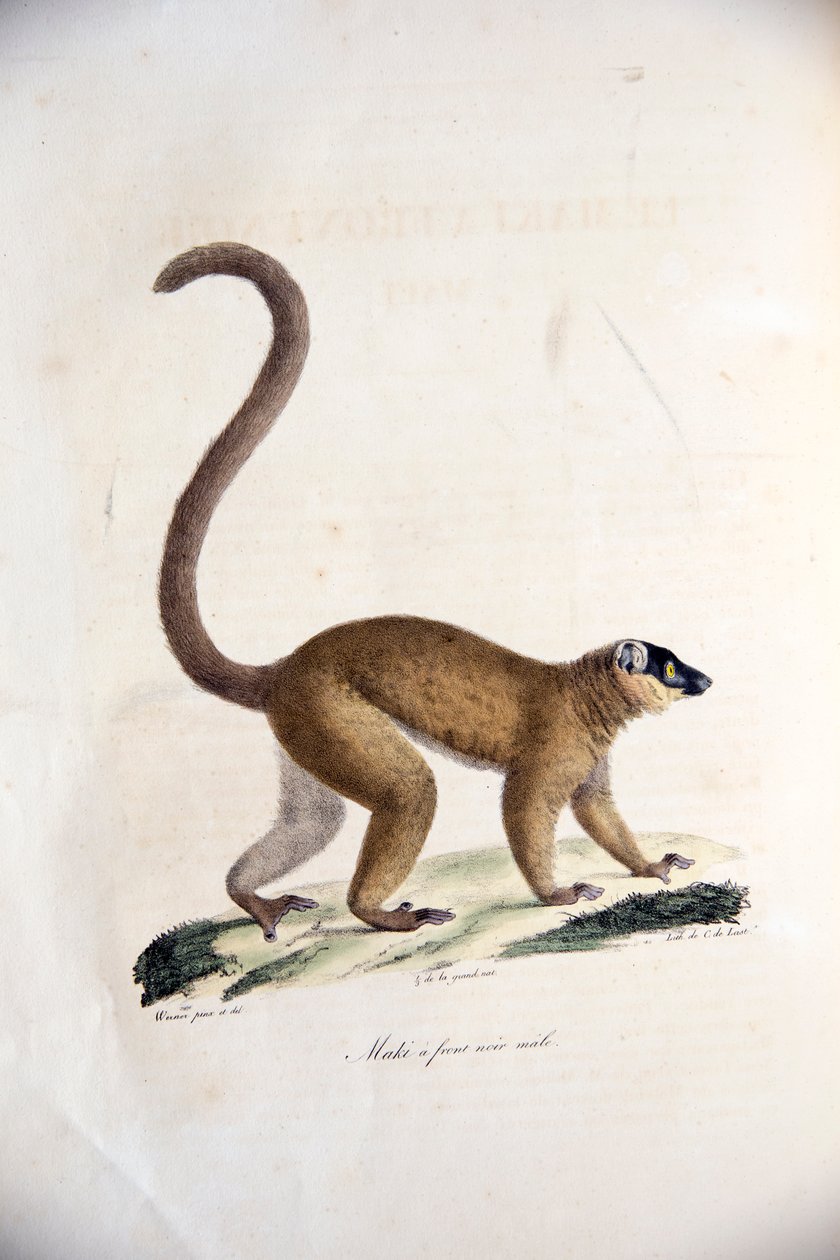 Lêmure-marrom masculino, de Natural History of Mammals, com figuras originais, de Étienne Geoffroy Saint-Hilaire e Frédéric Cuvier, 1824-1842 de French School