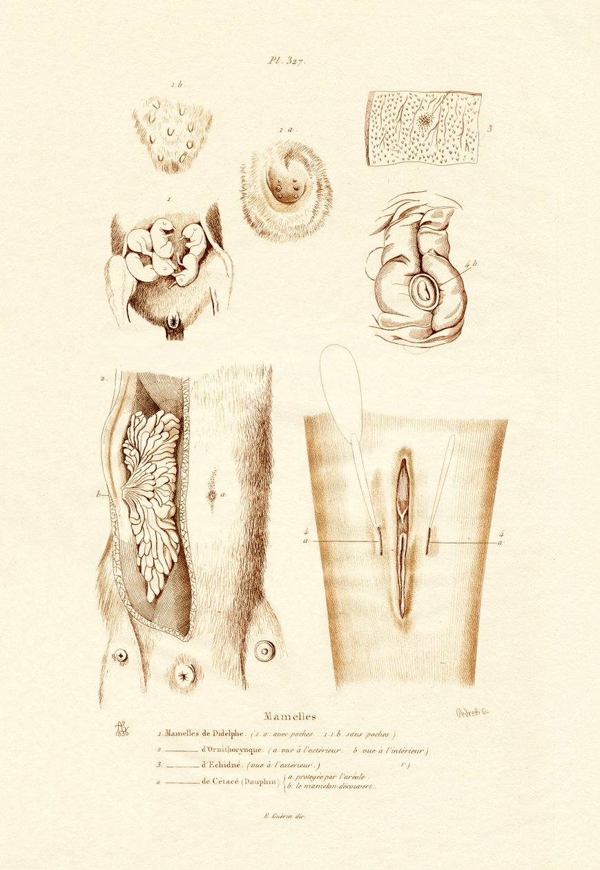 Glândulas Mamárias, 1833-39 de French School
