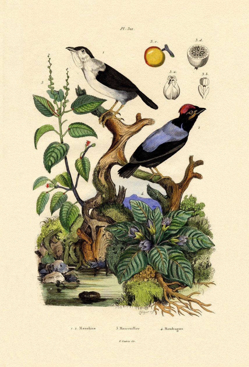 Manakins, 1833-39 de French School
