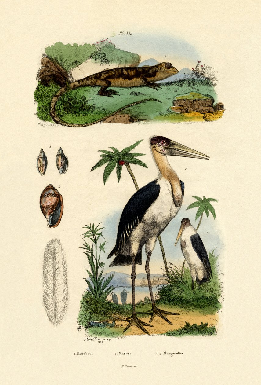 Marabu Stork, 1833-39 de French School