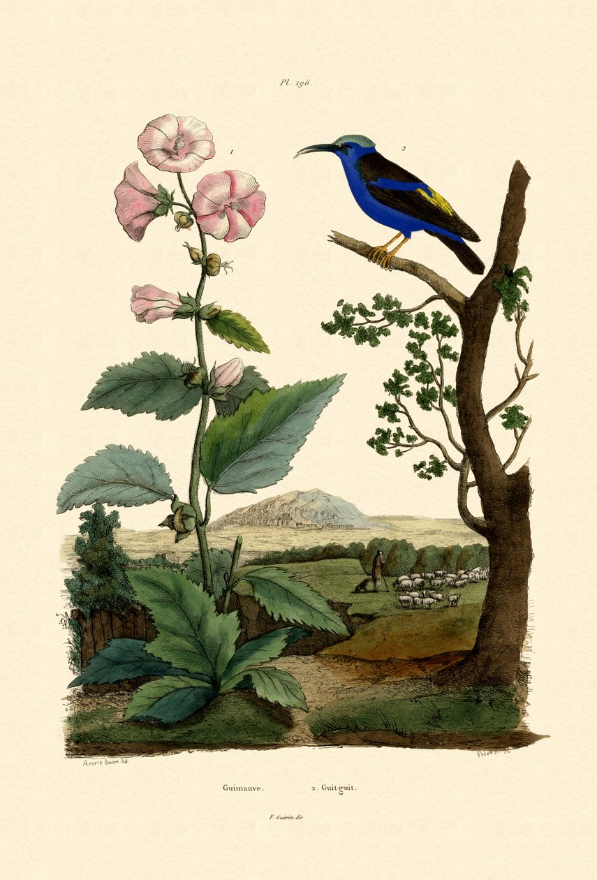 Marsh Mallow, 1833-39 de French School