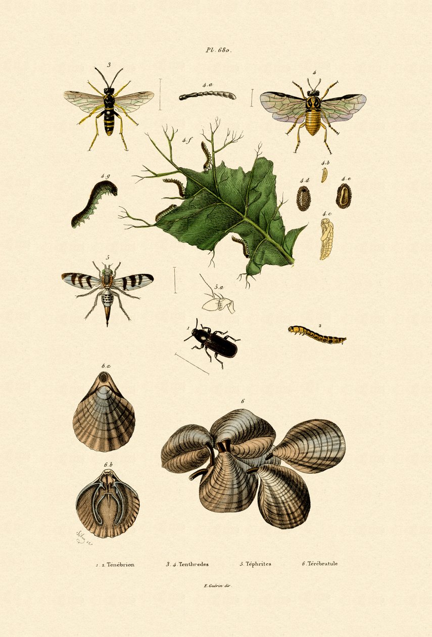 Besouro De Larva De Mel, 1833-39 de French School