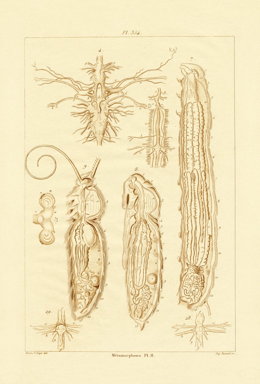 Metamorfose, 1833-39 de French School