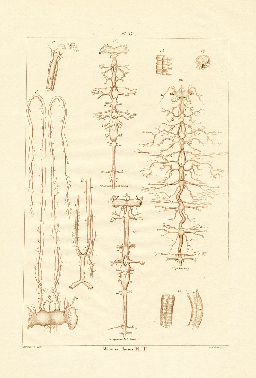 Metamorfose, 1833-39 de French School