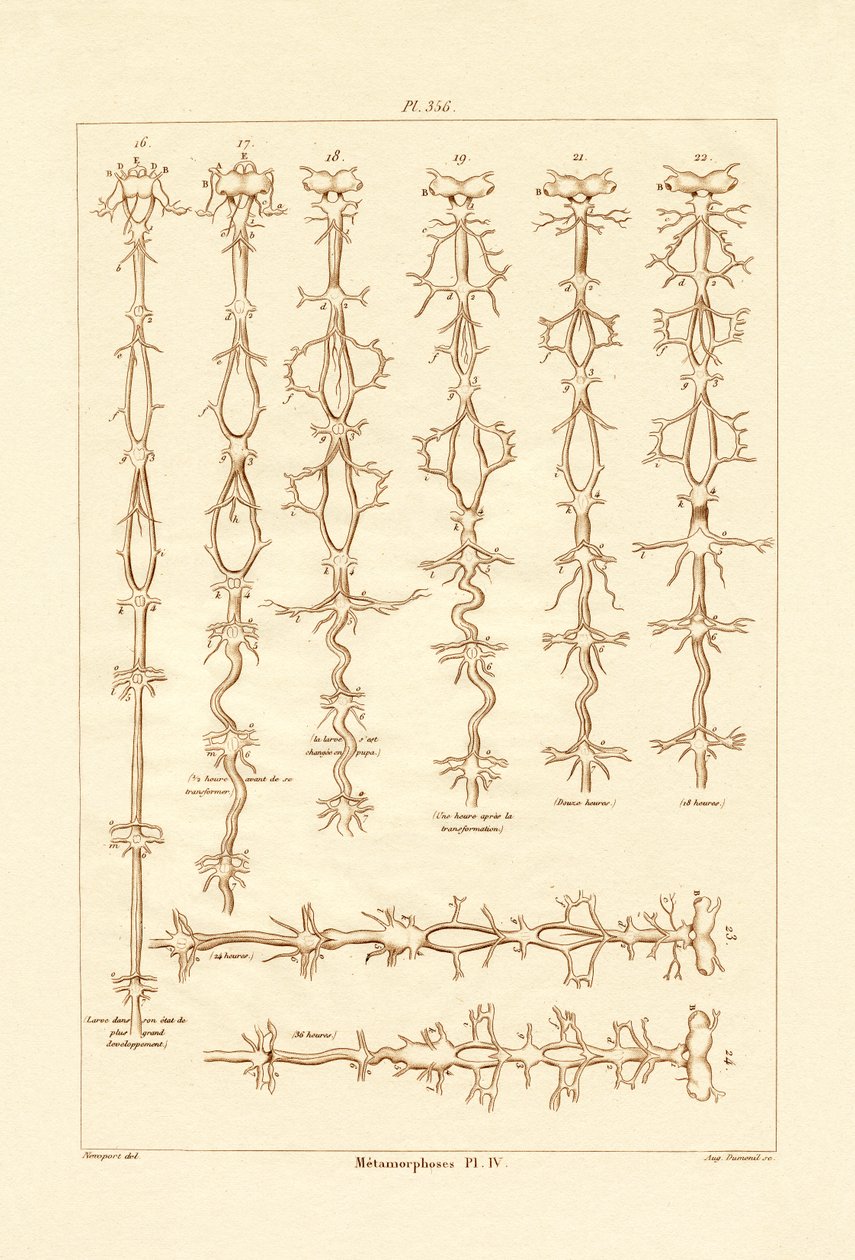 Metamorfose, 1833-39 de French School