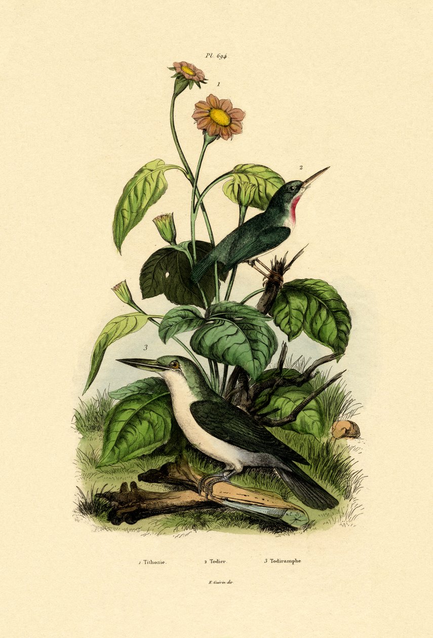 Girassol mexicano, 1833-39 de French School