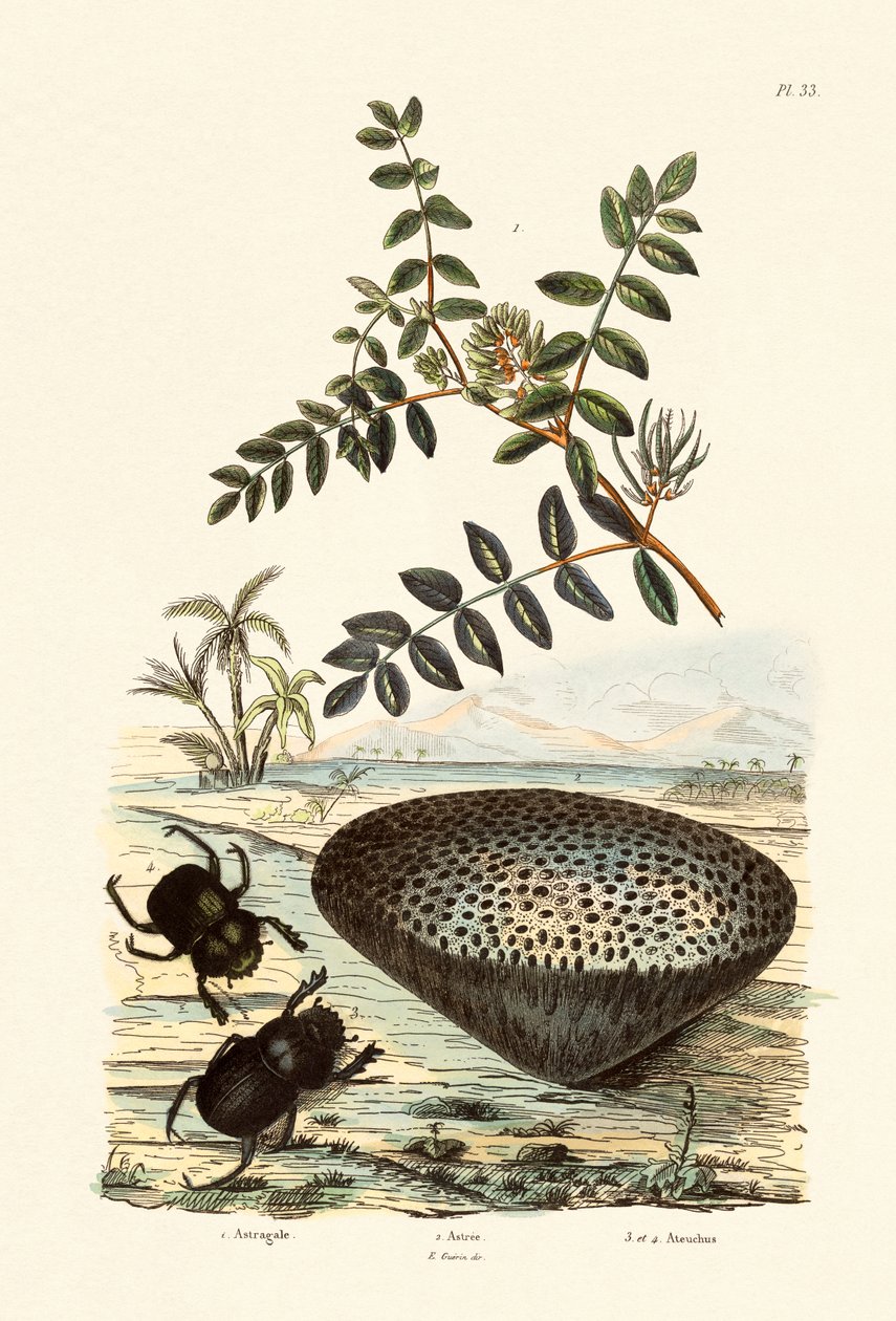 Ervilhaca de Leite, 1833-39 de French School
