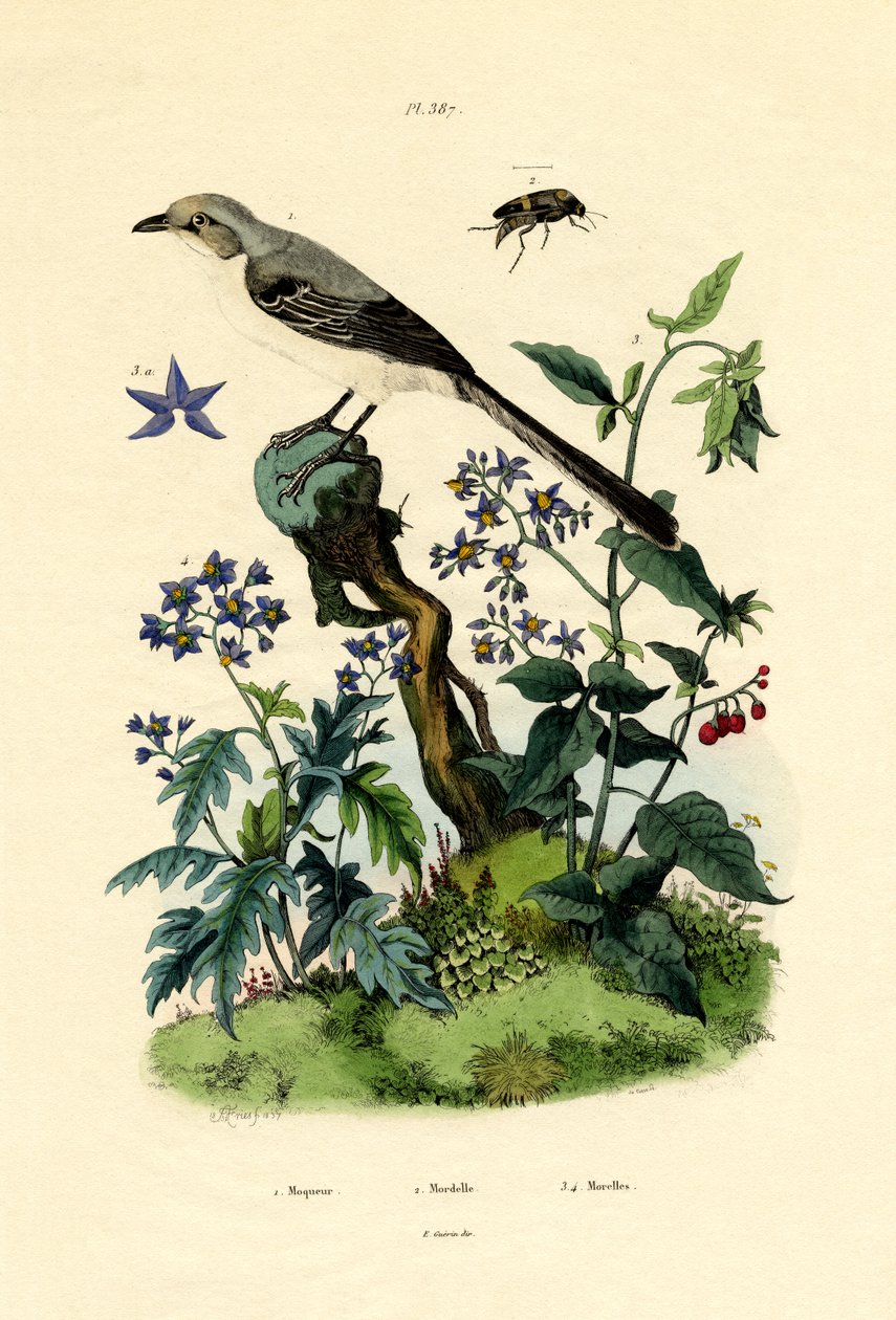 Mockingbird, 1833-39 de French School