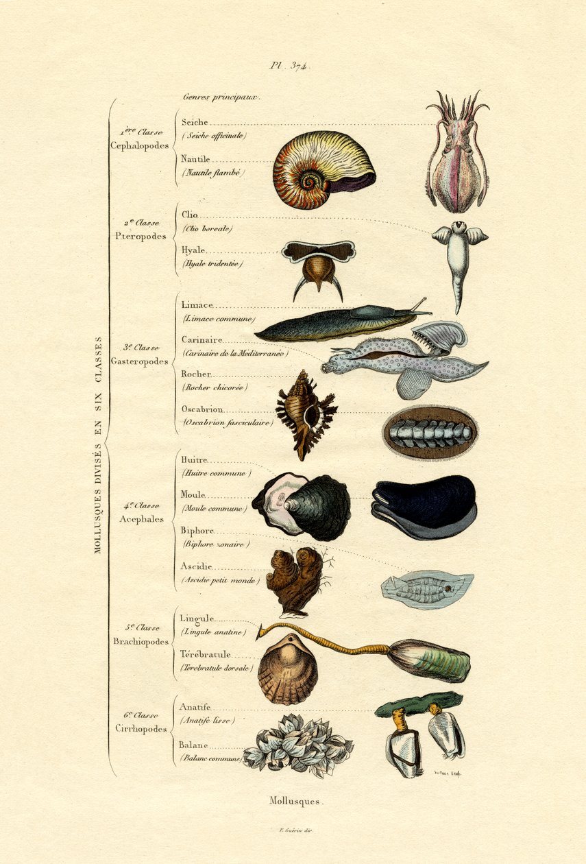 Moluscos, 1833-39 de French School