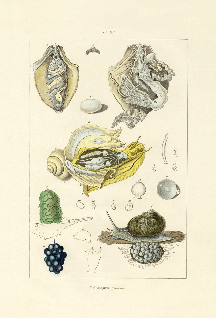 Moluscos, 1833-39 de French School