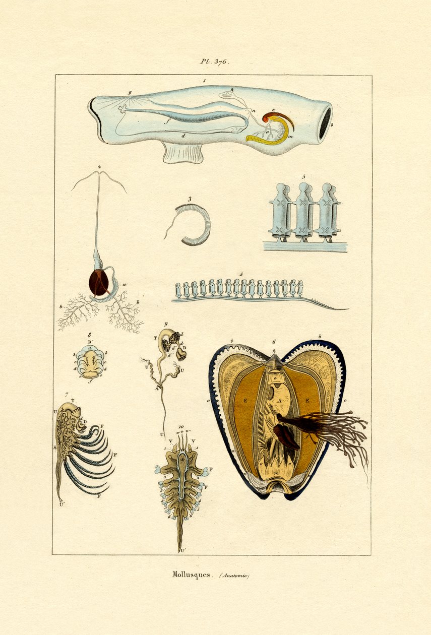 Moluscos, 1833-39 de French School