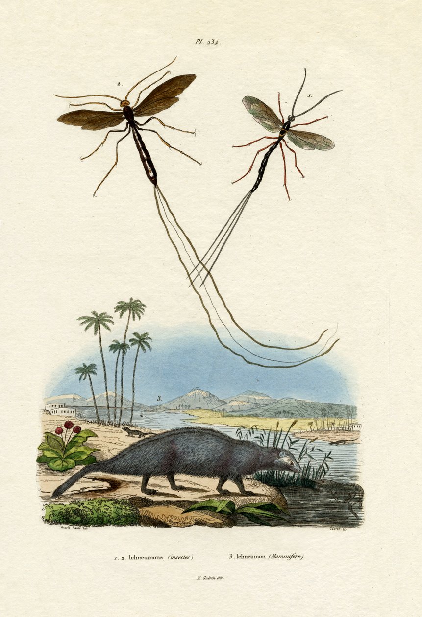 Mangusto, 1833-39 de French School