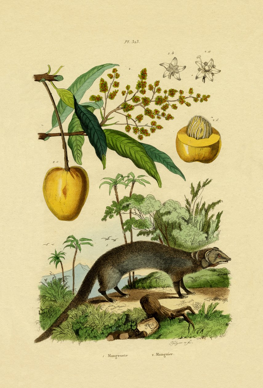 Mangusto, 1833-39 de French School