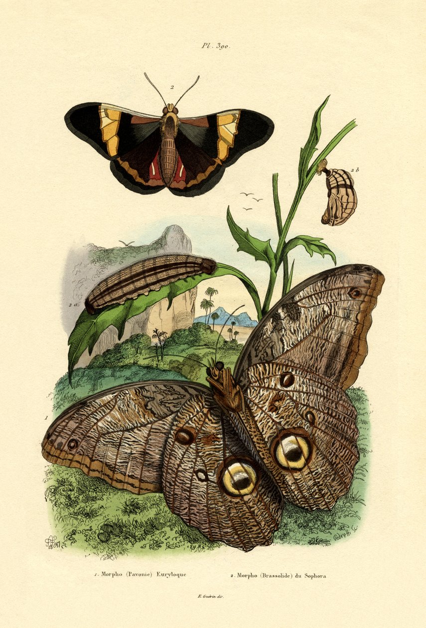 Morpho, 1833-39 de French School