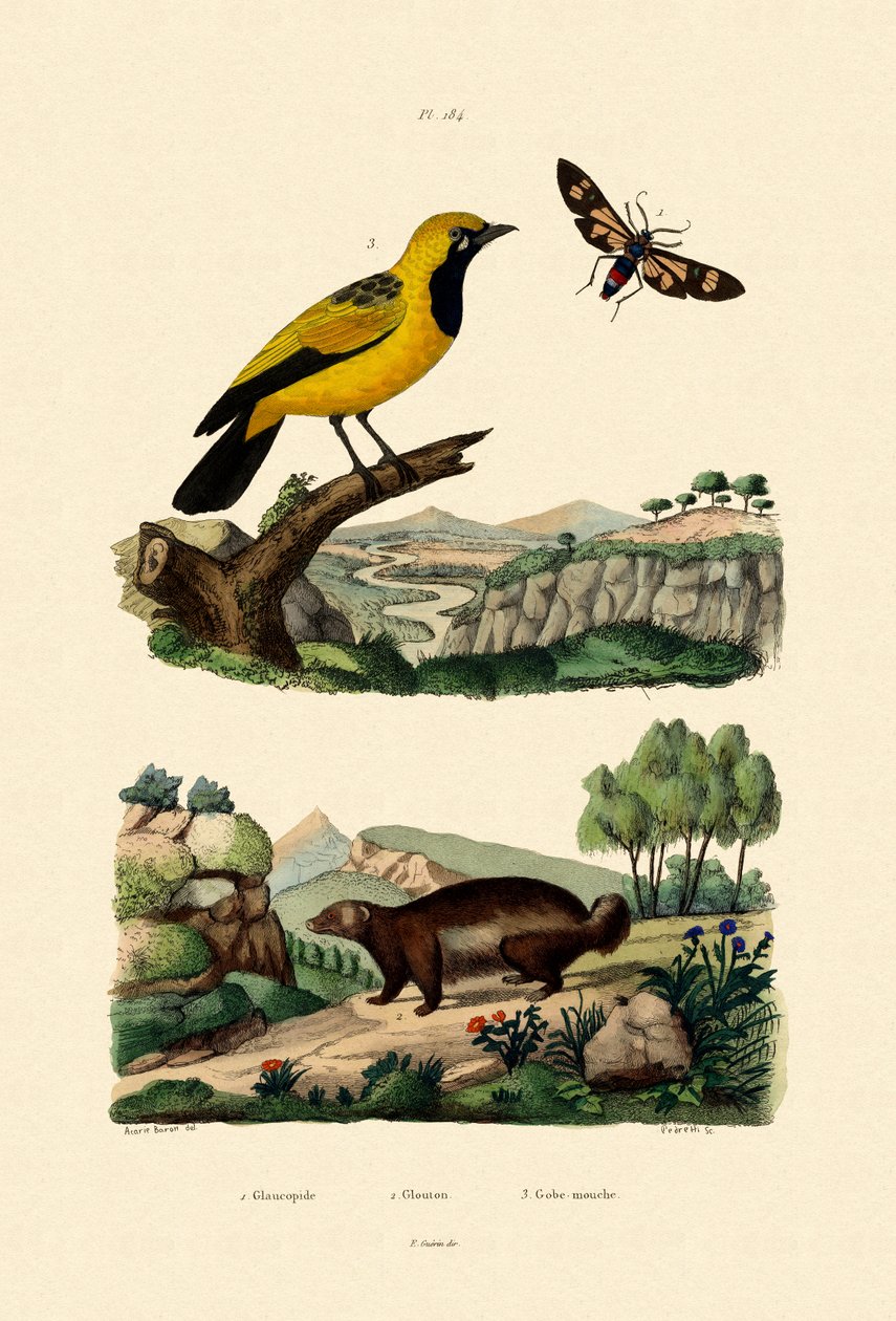 Mariposa, 1833-39 de French School