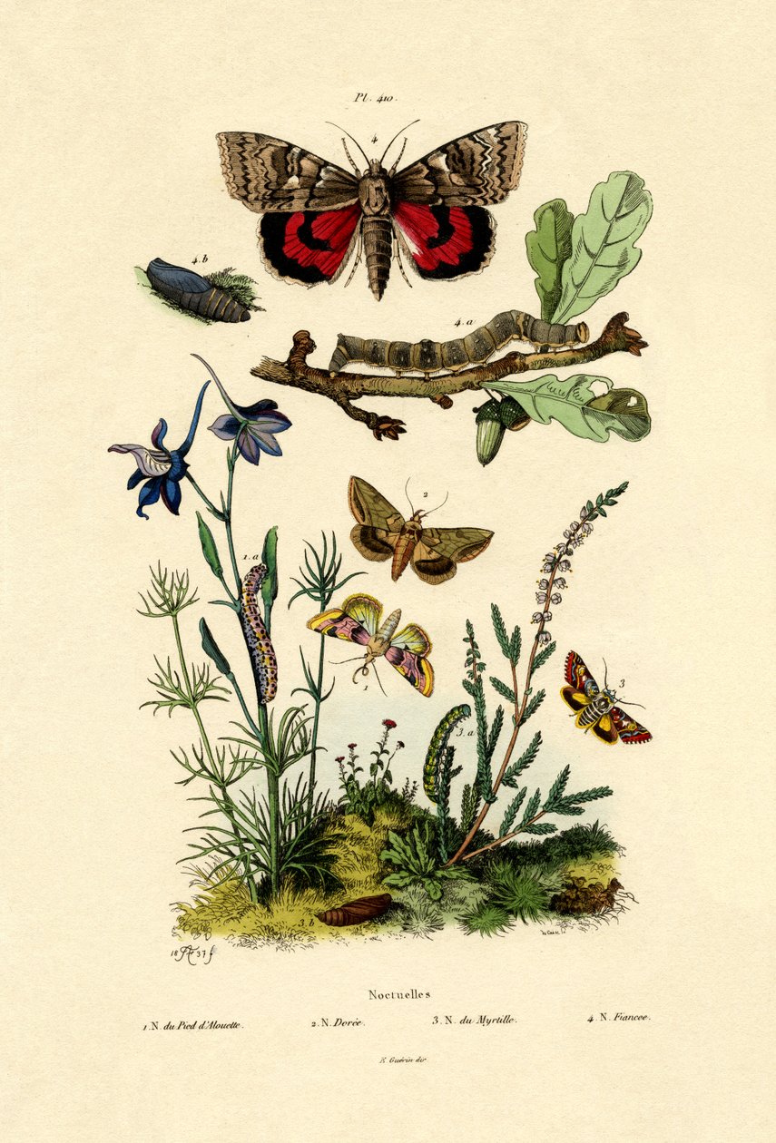 Traças, 1833-39 de French School